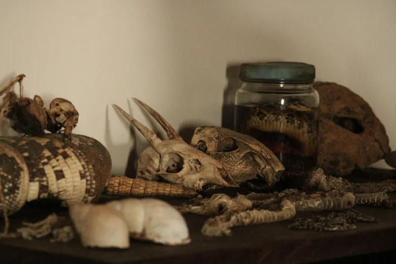The Hoard Whisperers: Inside the Gloriously Irrational World of America's Weirdest Collectors